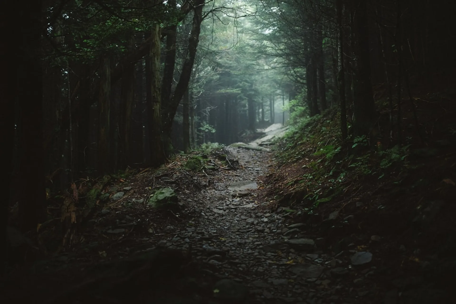 Winding forest path illuminated by gentle twilight glow