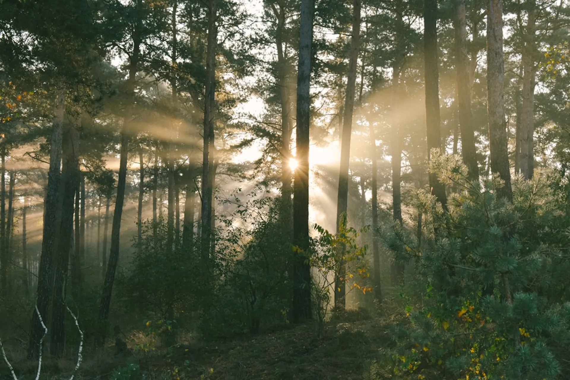 Misty forest at sunrise with soft light filtering through trees